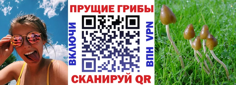 Галлюциногенные грибы GOLDEN TEACHER  где купить наркоту  Протвино 